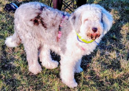 suche Deckrüden Bobtail