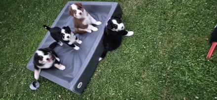 Miniature American Shepherd Welpen