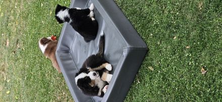 Miniature American Shepherd Welpen