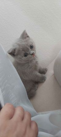BKH Kitten Blue und Weiß Blue Point