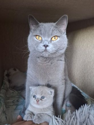 BKH Kitten Blue und Weiß Blue Point