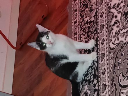 Sie sucht ein zu hause