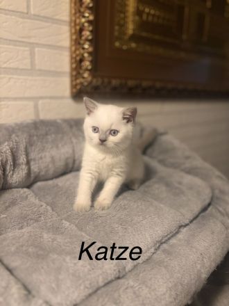 3 wunderschöne Britisch Kurzhaar (BKH) Kitten suchen ab sofort ein liebevolles Zuhause.