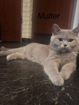 3 wunderschöne Britisch Kurzhaar (BKH) Kitten suchen ab sofort ein liebevolles Zuhause.