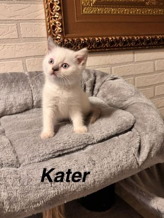 3 wunderschöne Britisch Kurzhaar (BKH) Kitten suchen ab sofort ein liebevolles Zuhause.
