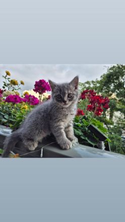 Bkh kitten