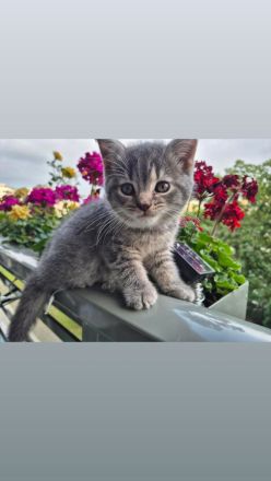 Bkh kitten