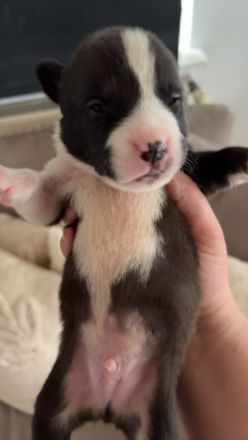 Amstaff Bully Mix Welpen