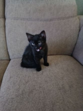 Kitten Weibchen