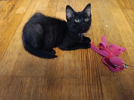 Kitten Weibchen
