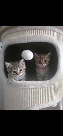 süße verspielte BKH Kitten