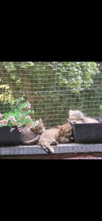 süße verspielte BKH Kitten