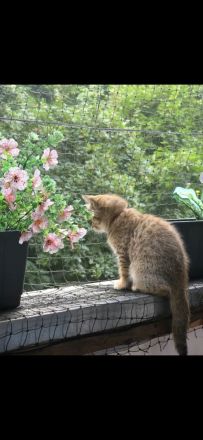 süße verspielte BKH Kitten