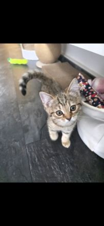süße verspielte BKH Kitten