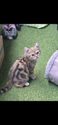 süße verspielte BKH Kitten