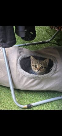 süße verspielte BKH Kitten