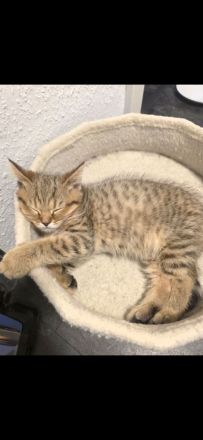 süße verspielte BKH Kitten