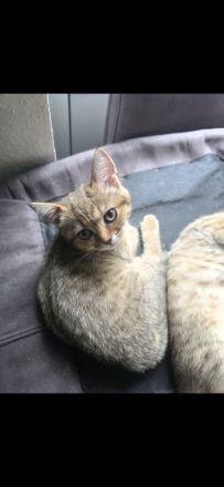 süße verspielte BKH Kitten