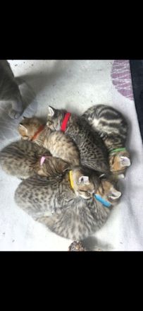 süße verspielte BKH Kitten