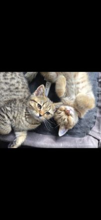 süße verspielte BKH Kitten