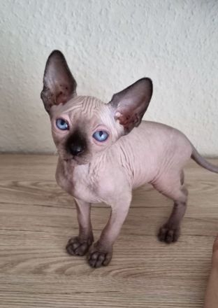 Canadian Sphinx mit Schnurrhaaren