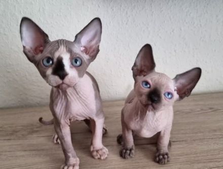 Canadian Sphinx mit Schnurrhaaren