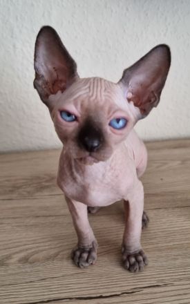 Canadian Sphinx mit Schnurrhaaren