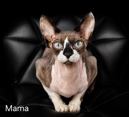 Canadian Sphinx mit Schnurrhaaren