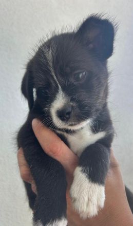 Havaneser Jack Russel Mix