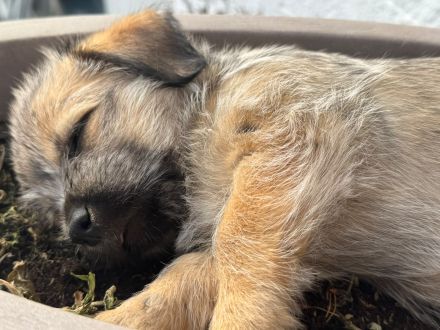Havaneser Jack Russel Mix