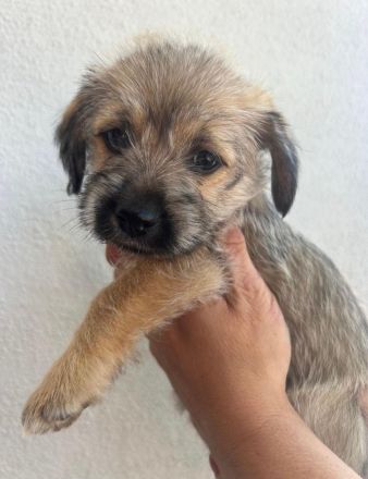Havaneser Jack Russel Mix