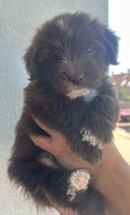 Havaneser Jack Russel Mix
