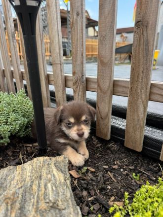 Havaneser Jack Russel Mix