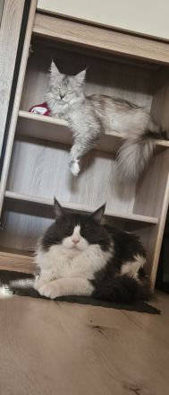Maine coon kitten Dame