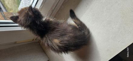 Maine coon kitten Dame
