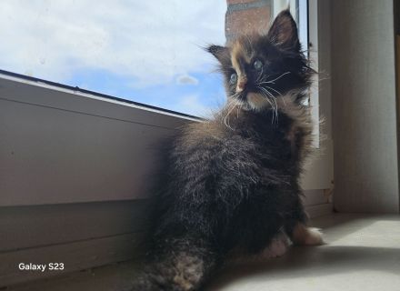 Maine coon kitten Dame