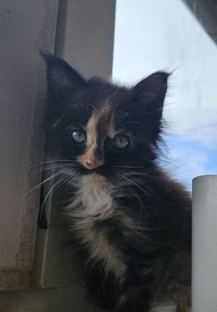 Maine coon kitten Dame