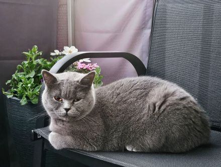 Britisch Kurzhaar Kitten