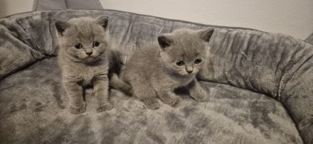 Britisch Kurzhaar Kitten