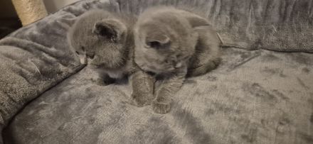 Britisch Kurzhaar Kitten