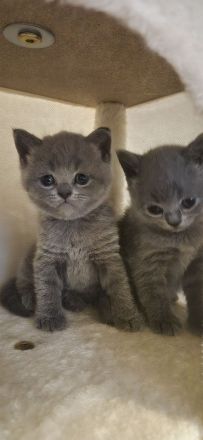 Britisch Kurzhaar Kitten