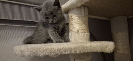 Britisch Kurzhaar Kitten