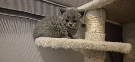 Britisch Kurzhaar Kitten