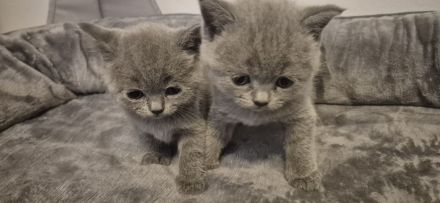 Britisch Kurzhaar Kitten