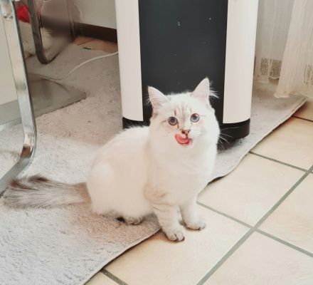 Ragdoll Kitten dürfen ausziehen