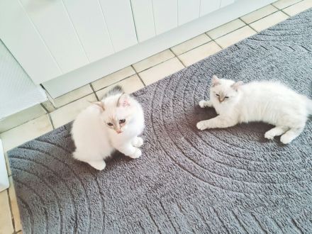 Ragdoll Kitten dürfen ausziehen