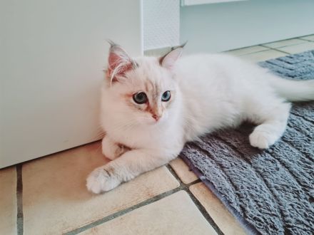 Ragdoll Kitten dürfen ausziehen