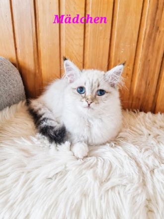 Ragdoll Kitten suchen Schmusepersonal
