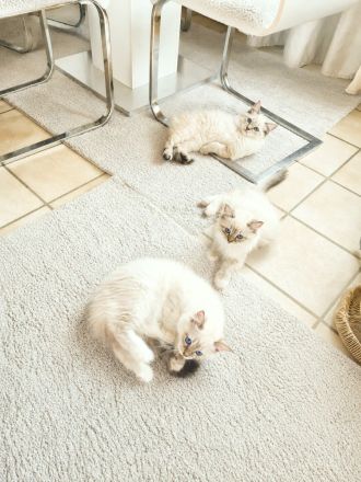 Ragdoll Kitten suchen Schmusepersonal