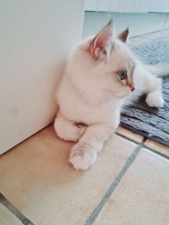 Ragdoll Kitten dürfen ausziehen